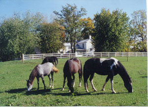 Kentucky Horse Farm & Bed and Breakfast/First Farm Inn