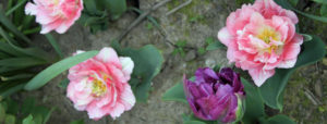 double pink tulips slider