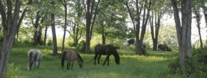 horses graze in Kentucky woodlands