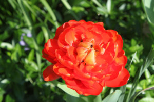 red double tulip