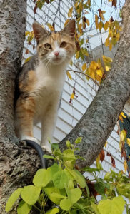 Cat named Widget in tree 500