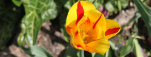 yellow in red tulip slider