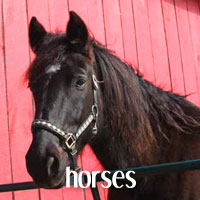 Black horse against red barnarm Inn Percheron-Thoroughbred horse