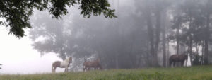 Horses in Kentucky mist