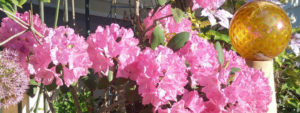 pink rhododendrons bloom