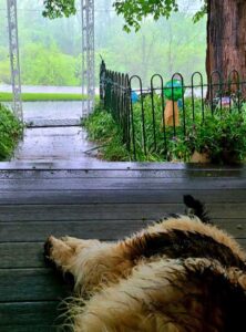 Dog sleeps on porch as it rains.