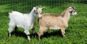 Pygmy goat brothers.
