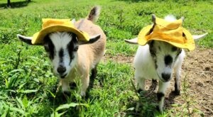 Baby goats wearing hats