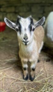 Pygmy goat named Apple