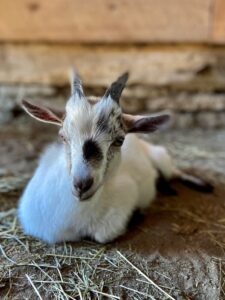 Small white goat