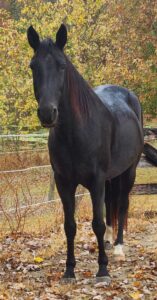 Juno, a black gelding