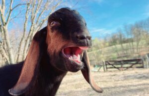 Mini-Nubian billy goat