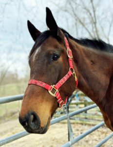 Bay Thoroughbred mare