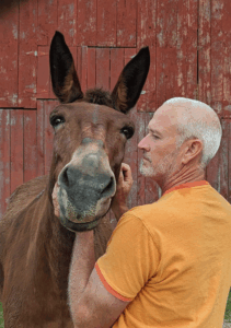 Mule enjoys face scratches