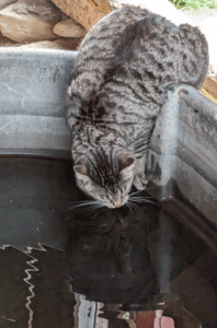 Cat drinks from water tank