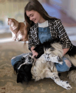 Cat in the background while girls plays with Border Collie 