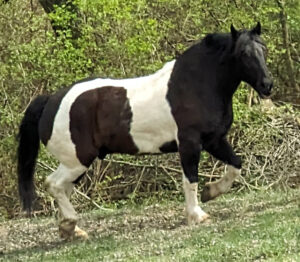 Spotted Draft Horse 