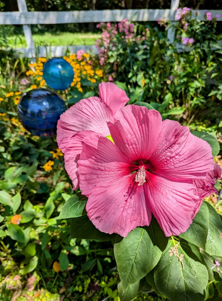 close-up shot of a large, bright pink hibiscus flower with a white fence in the background.