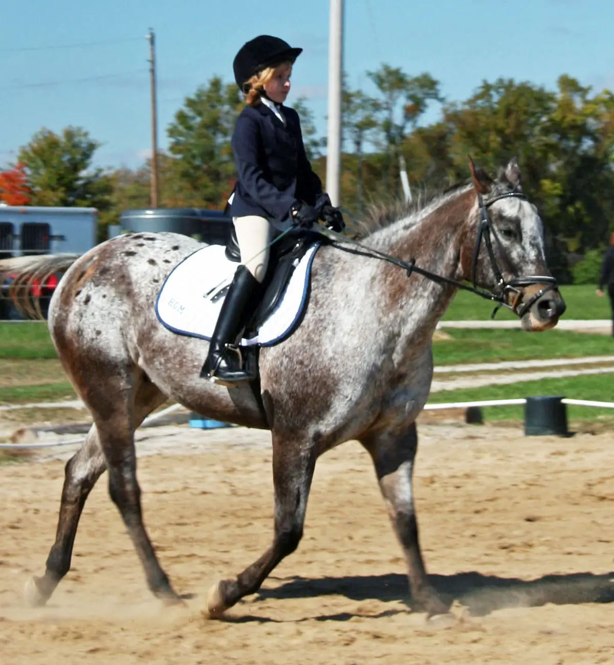 Ginger, our crabby Appaloosa mare, at a dressage show with Hallie when she was about 10.